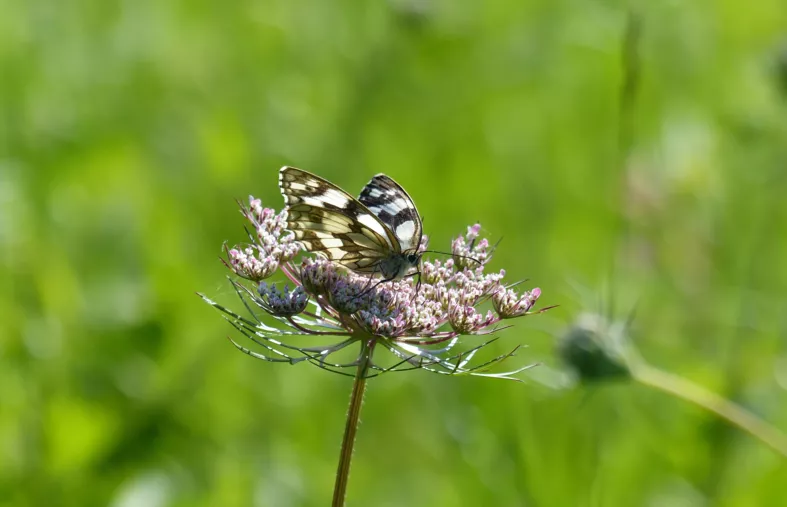 Comment le golf contribue à la connaissance de la biodiversité et la préserve ?